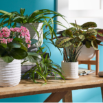 6 flowering indoor plants to adopt for the winter