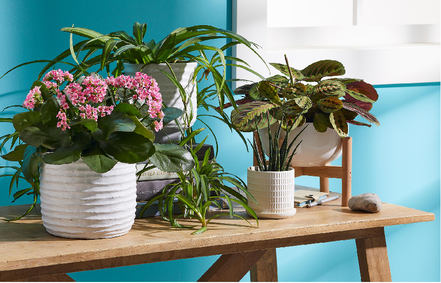 6 flowering indoor plants to adopt for the winter