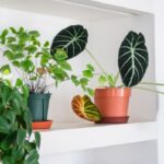 Indoor plants, what to do in autumn?