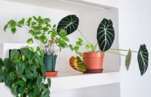 Indoor plants, what to do in autumn?