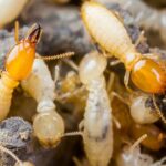 Prepare For Termite Season