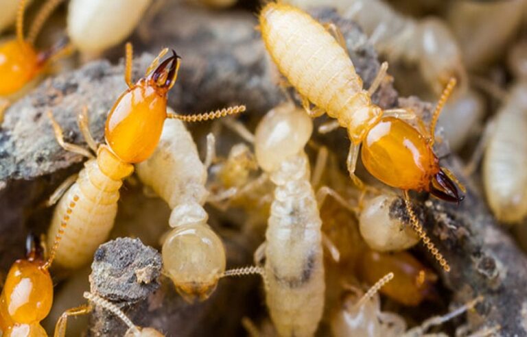 Prepare For Termite Season