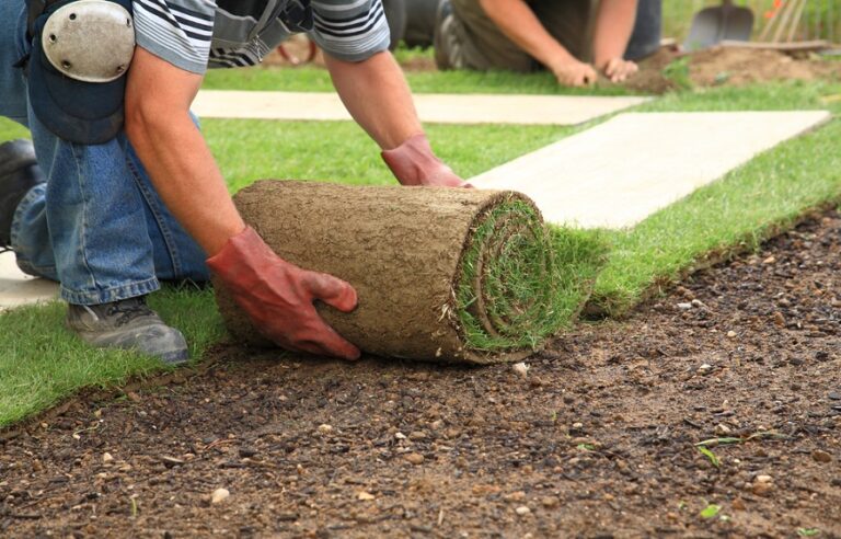 Laying sod for new lawn