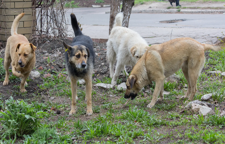 Animal Damage on Your Property