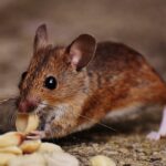 Pest Control Do's and Don'ts
